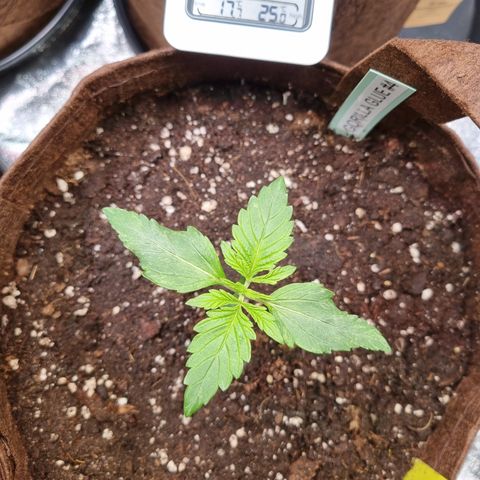 Gorilla Auto Run #1 growlog timeline photo