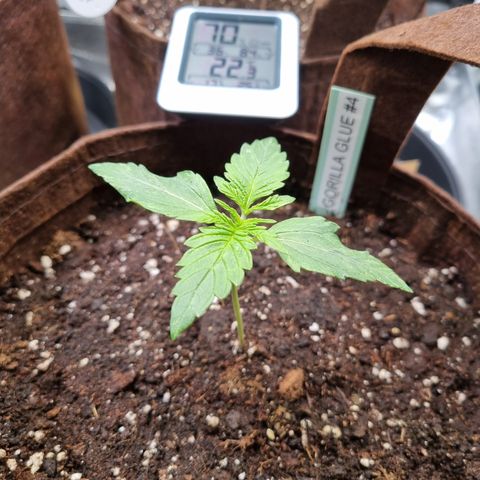 Gorilla Auto Run #1 growlog timeline photo
