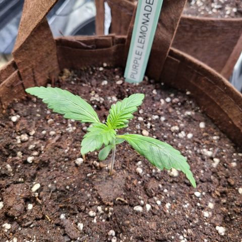 Purple Lemonade Auto Run #1 growlog timeline photo