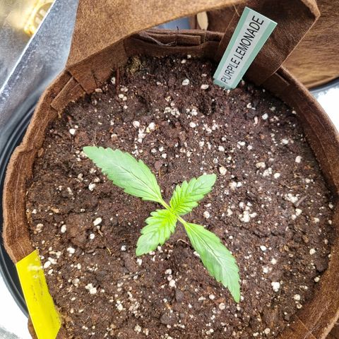 Purple Lemonade Auto Run #1 growlog timeline photo