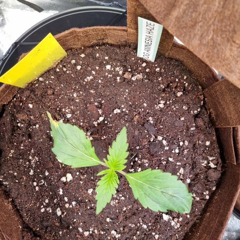 Amnesia Haze Auto Run #1 growlog timeline photo