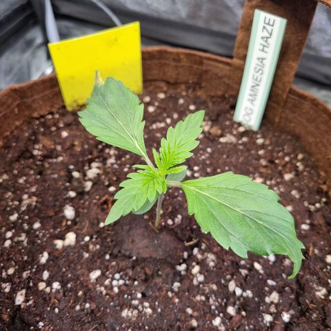 Amnesia Haze Auto Run #1 growlog timeline photo