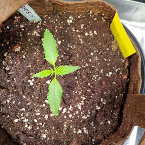 Blue Dream Auto Run #1 growlog timeline photo