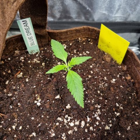 Blue Dream Auto Run #1 growlog timeline photo