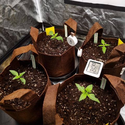 Purple Lemonade Auto Run #1 growlog timeline photo