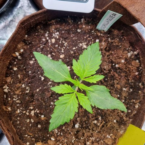 Gorilla Auto Run #1 growlog timeline photo