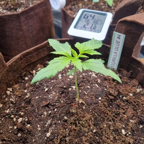 Gorilla Auto Run #1 growlog timeline photo