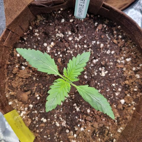Purple Lemonade Auto Run #1 growlog timeline photo