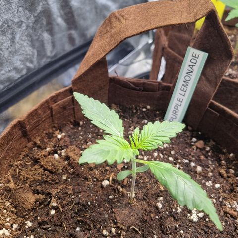 Purple Lemonade Auto Run #1 growlog timeline photo