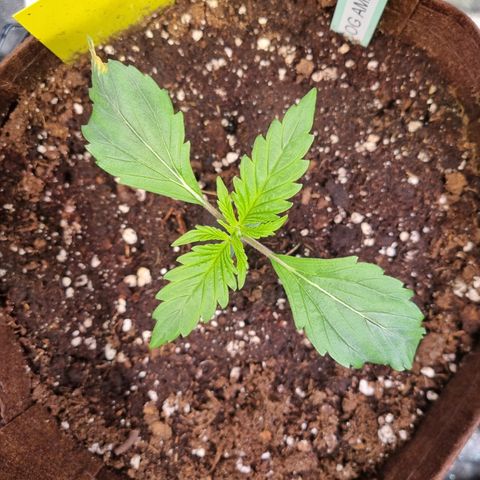 Amnesia Haze Auto Run #1 growlog timeline photo