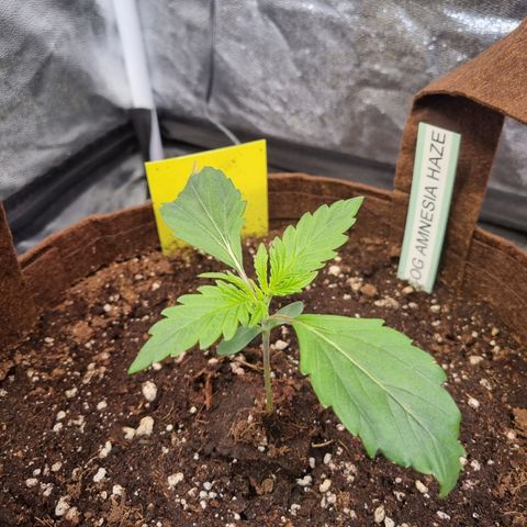 Amnesia Haze Auto Run #1 growlog timeline photo