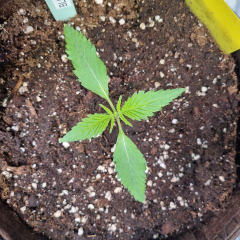 Blue Dream Auto Run #1 growlog timeline photo