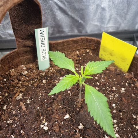 Blue Dream Auto Run #1 growlog timeline photo