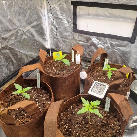 Purple Lemonade Auto Run #1 growlog timeline photo