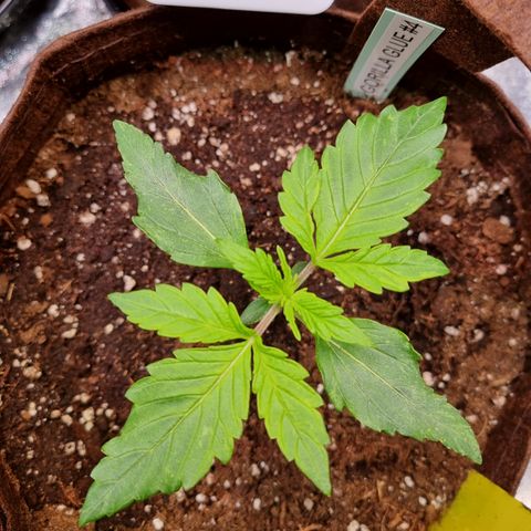 Gorilla Auto Run #1 growlog timeline photo