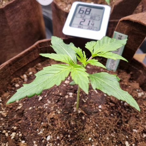 Gorilla Auto Run #1 growlog timeline photo