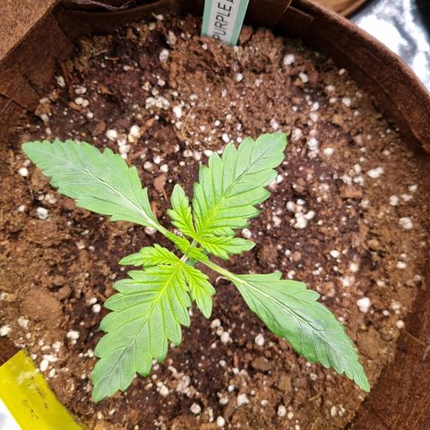 Purple Lemonade Auto Run #1 growlog timeline photo