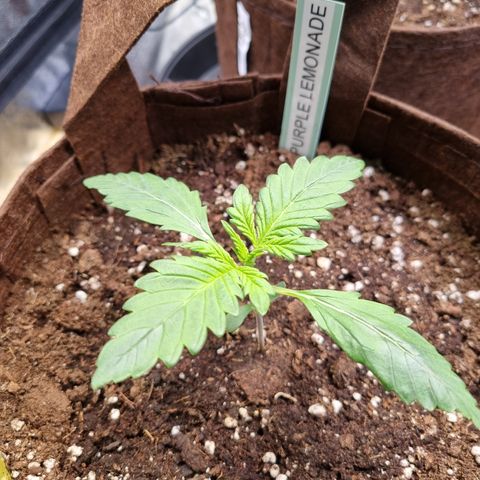 Purple Lemonade Auto Run #1 growlog timeline photo