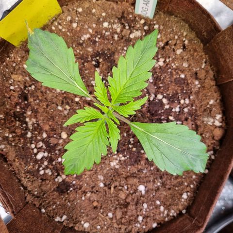 Amnesia Haze Auto Run #1 growlog timeline photo