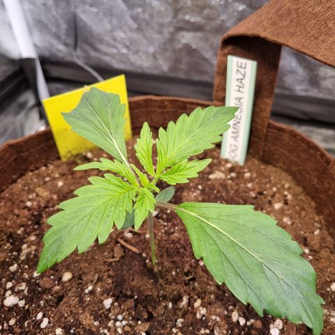 Amnesia Haze Auto Run #1 growlog timeline photo