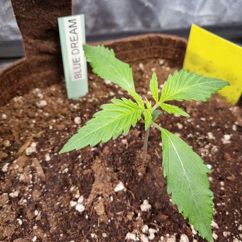 Blue Dream Auto Run #1 growlog timeline photo