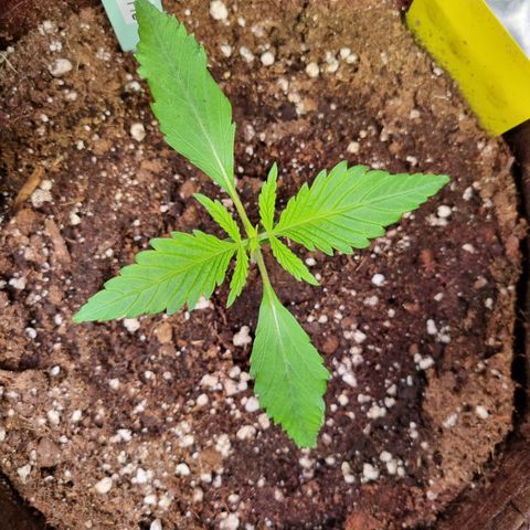 Blue Dream Auto Run #1 growlog timeline photo