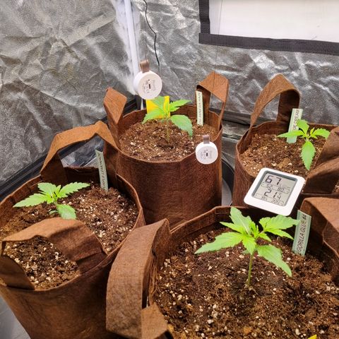 Purple Lemonade Auto Run #1 growlog timeline photo