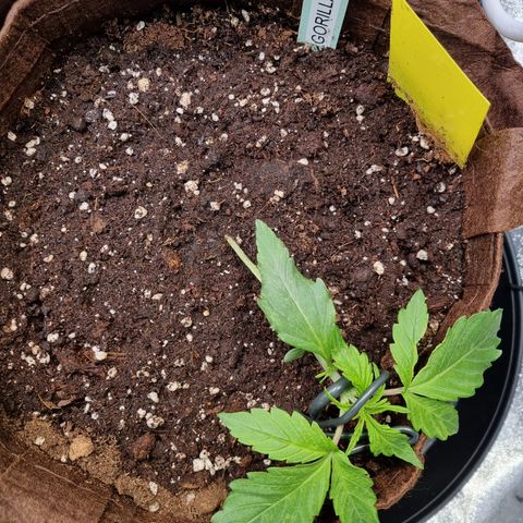 Gorilla Auto Run #1 growlog timeline photo