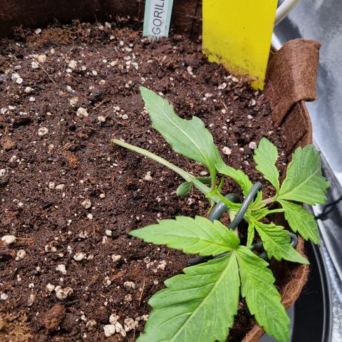 Gorilla Auto Run #1 growlog timeline photo