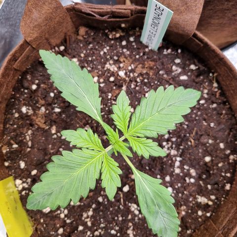 Purple Lemonade Auto Run #1 growlog timeline photo