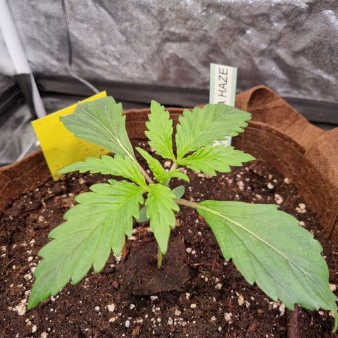 Amnesia Haze Auto Run #1 growlog timeline photo