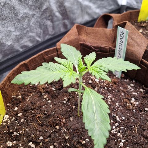 Purple Lemonade Auto Run #1 growlog timeline photo