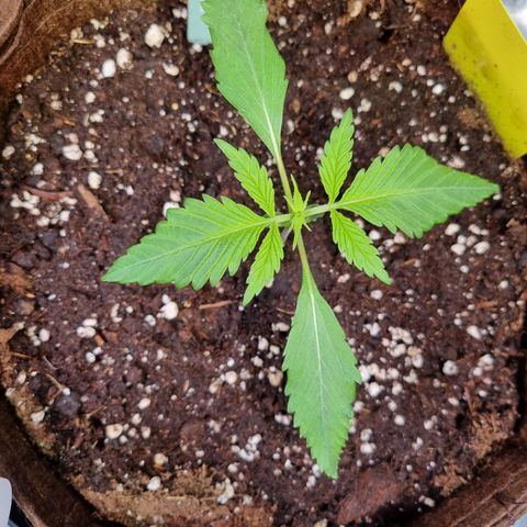 Blue Dream Auto Run #1 growlog timeline photo