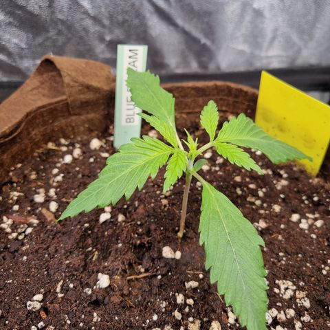 Blue Dream Auto Run #1 growlog timeline photo