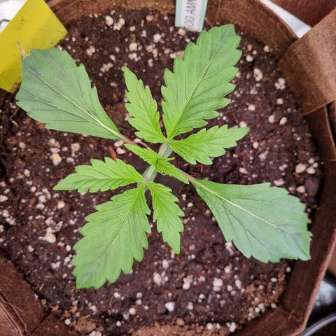 Amnesia Haze Auto Run #1 growlog timeline photo