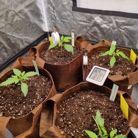 Purple Lemonade Auto Run #1 growlog timeline photo