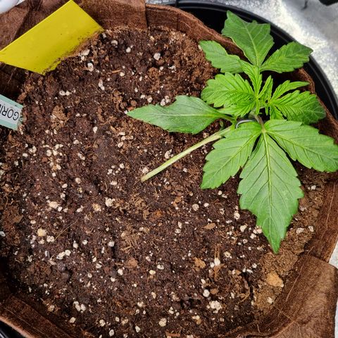 Gorilla Auto Run #1 growlog timeline photo