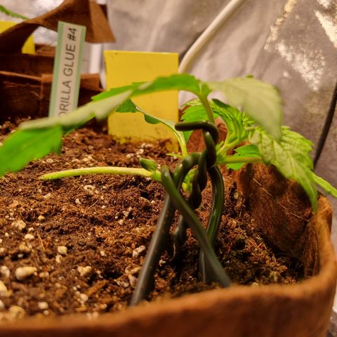 Gorilla Auto Run #1 growlog timeline photo
