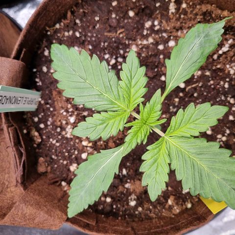Purple Lemonade Auto Run #1 growlog timeline photo