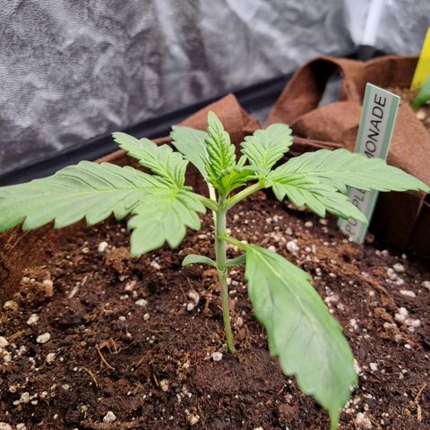 Purple Lemonade Auto Run #1 growlog timeline photo