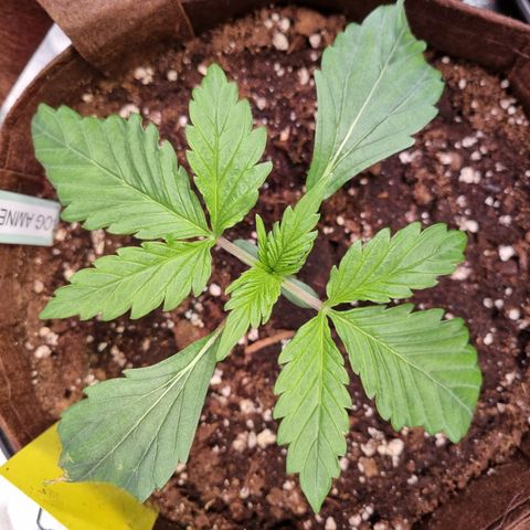 Amnesia Haze Auto Run #1 growlog timeline photo