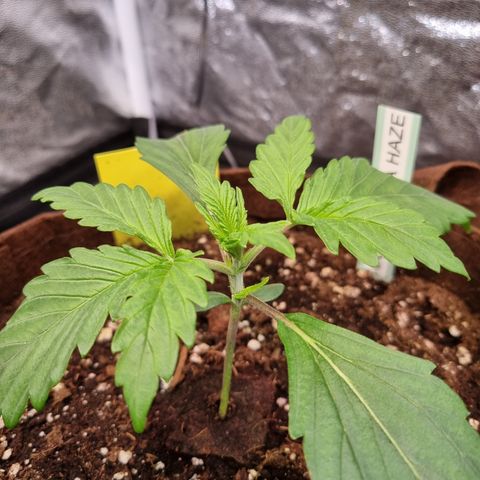 Amnesia Haze Auto Run #1 growlog timeline photo