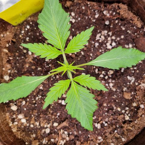 Blue Dream Auto Run #1 growlog timeline photo