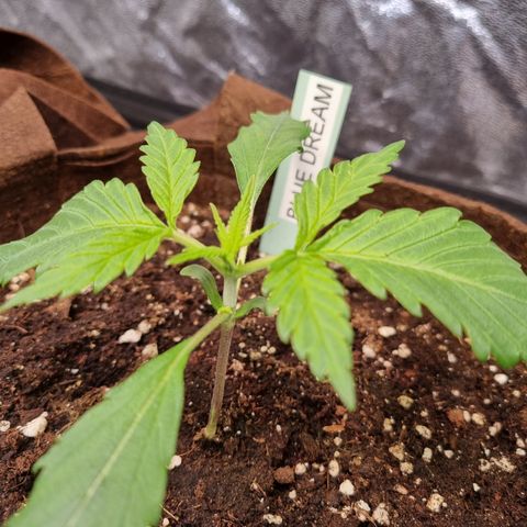 Blue Dream Auto Run #1 growlog timeline photo