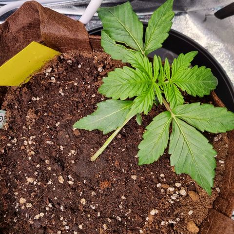 Gorilla Auto Run #1 growlog timeline photo