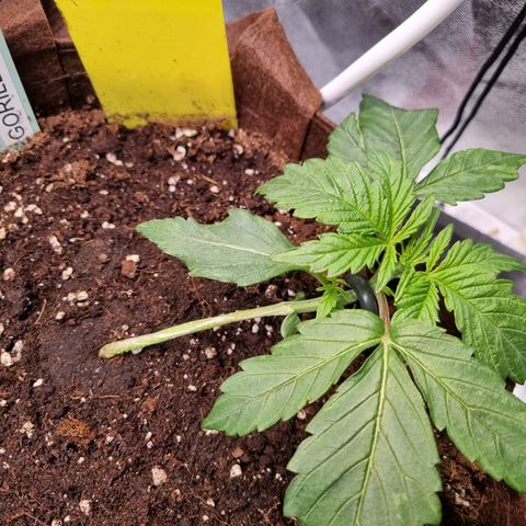 Gorilla Auto Run #1 growlog timeline photo