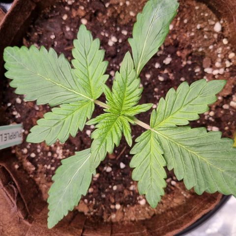 Purple Lemonade Auto Run #1 growlog timeline photo