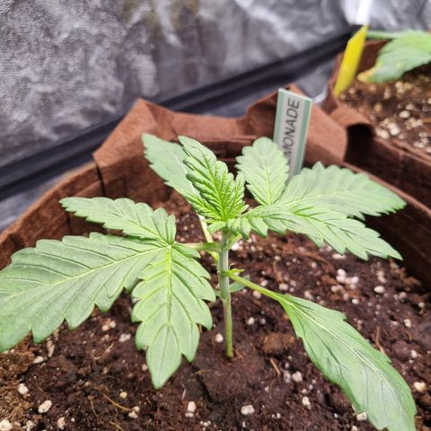 Purple Lemonade Auto Run #1 growlog timeline photo