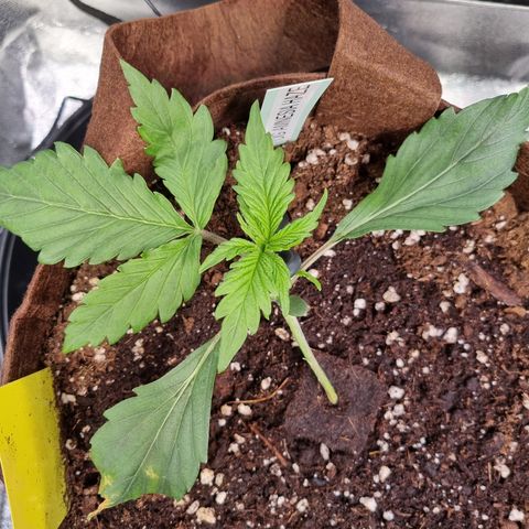 Amnesia Haze Auto Run #1 growlog timeline photo