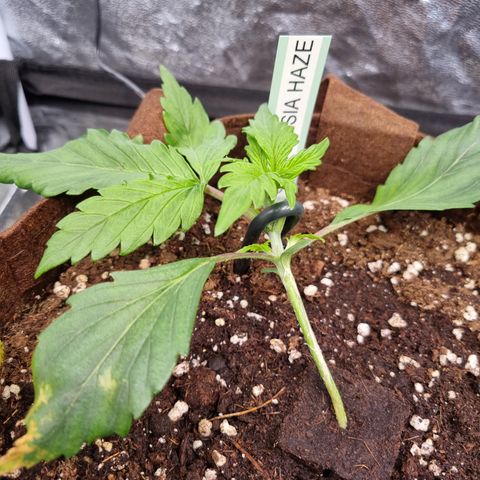 Amnesia Haze Auto Run #1 growlog timeline photo